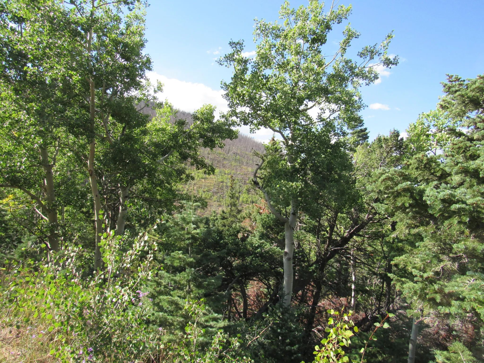 Property images of 2348 Benton Place, Fort Garland, CO 81133 - Image 9